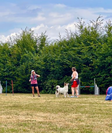 Charlie im Parcours Agility Seminar mit Miriam Duarte SVOG Bühl-Eisental Charlie im Parcours
