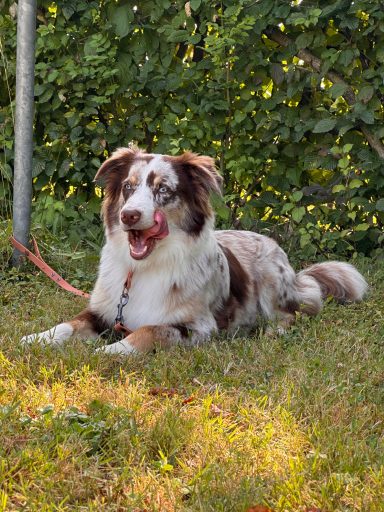 Aussie Bailey wartet auf ihren Einsatz Seminar mit Miriam Duarte SVOG Bühl-Eisental Aussie Bailey wartet auf ihren Einsatz