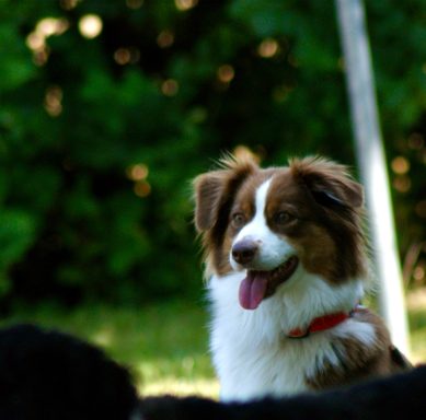 Aussie Rosi schaut aufmerksam Agility Seminar mit Miriam Duarte SVOG Bühl-Eisental Aussie Rosi schaut aufmerksam
