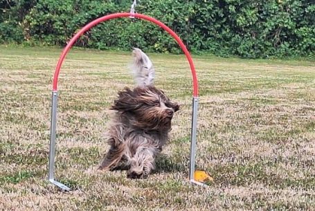 DaVinci beim Run durch einen Hoop Seminar mit Barbara & Andrea Girardi DaVinci rennt durch einen Hoop