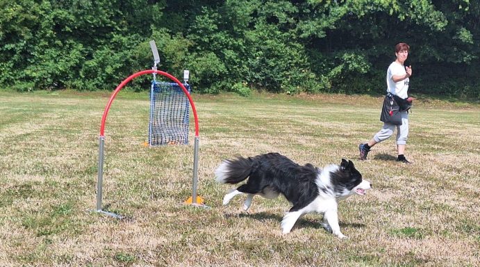 Hoopers Seminar mit Barbara & Andrea Girardi SVOG Bühl-Eisental Border Collie Sava beim Lauf Hoopers Seminar mit Barbara & Andrea Girardi SVOG Bühl-Eisental