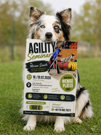 Einladung Sky SVOG Bühl-Eisental Australian Shepherd Sky hält die Einladung Agility Seminar mit Miriam Duarte SVOG Bühl-Eisental