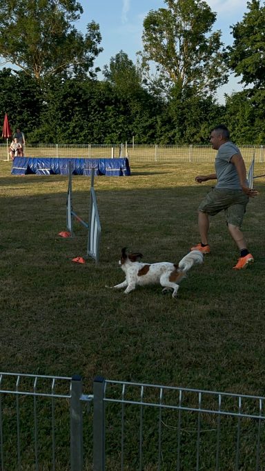 Cleo mit Herrchen beim Lauf durch den AGI Parcours. SVOG Bühl-Eisental Cleo mit Herrchen beim Lauf durch den AGI Parcours. SVOG Bühl-Eisental